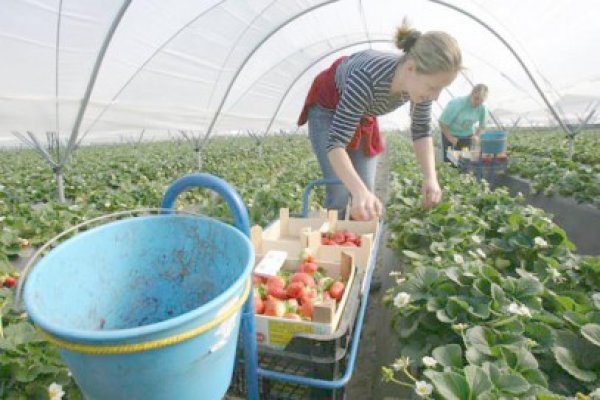 Fermierii din Bulgaria îşi vor vinde marfa în hypermarketuri tot anul